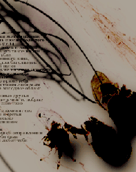 A graphic composition with my own poem<span style=margin-top:10px;display:block;>2000</span>