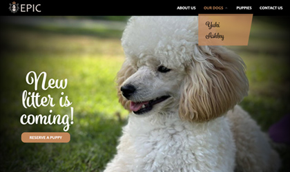 <span class='thumb-ann__year'>2023</span>EpicToyPoodles